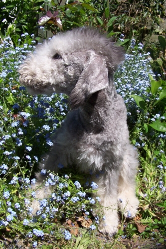 Unsere Hunde 11.05 (18).JPG